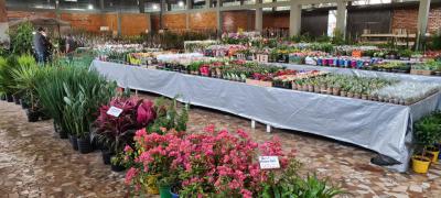 ComeÃ§a hoje quarta-feira (07/07) o Rotary vende mudas em Laranjeiras do Sul